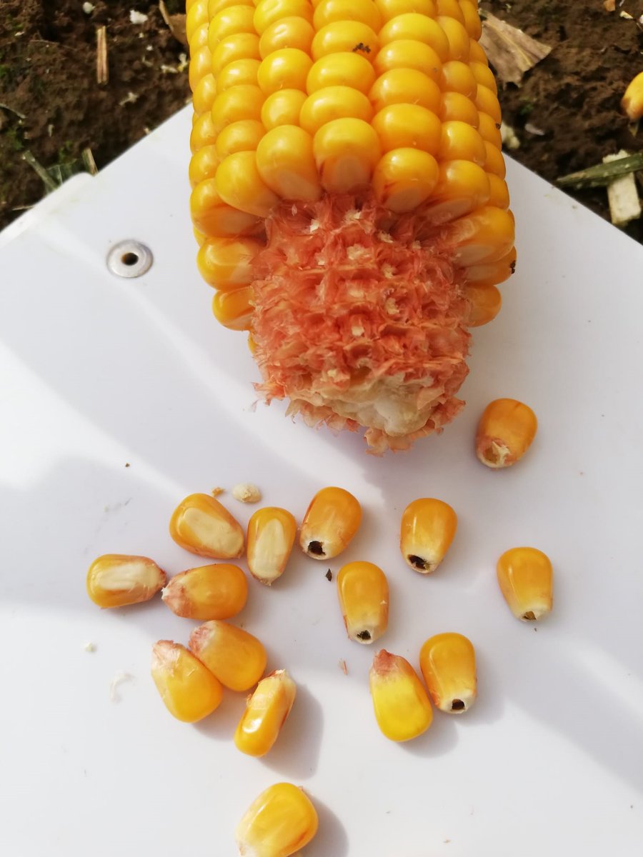 Au coeur d'ADVANTA® tweet media