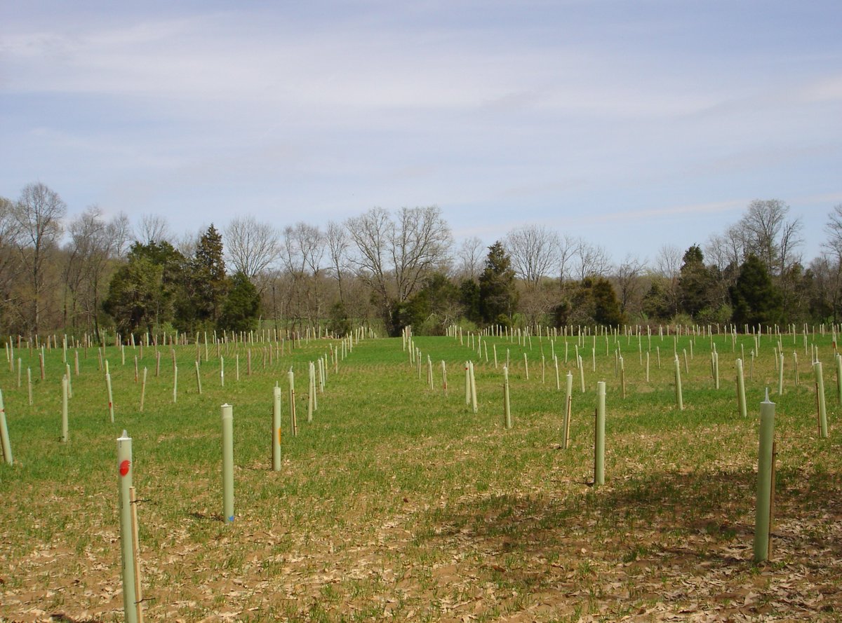 RT <a href="/MontgomeryMDSCD/">MSCD Maryland</a>: Trees &amp; shrubs reduce #soil erosion, provide stability to an area, &amp; increase #organic matter in the soil, which improves soil health. Establish woody plants by planting seedlings or cuttings, direct seeding, or #natural regeneration.