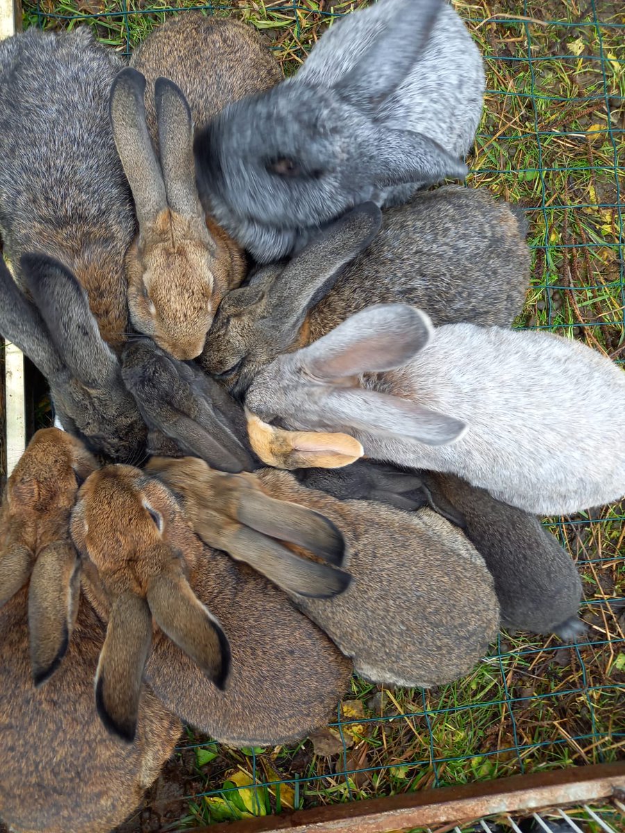 Jos yhden työpäivän aikana näkee sata kania ja saa silittää ainakin kymmentä, ei voi valittaa mistään ❤️ Vierailut nuorten työssäoppipaikoilla on jopo-open parasta aikaa!