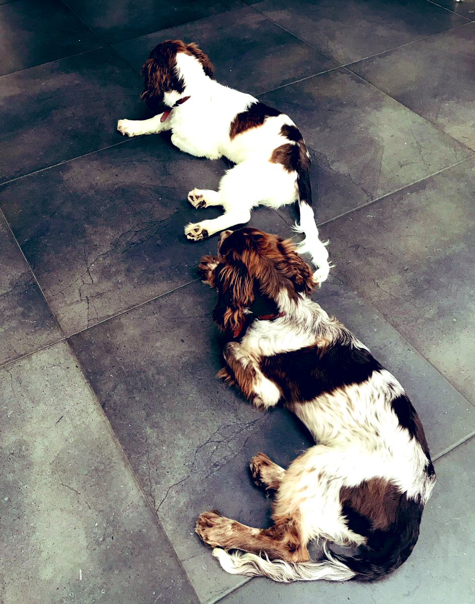 iain_w_anderson's tweet image. These pups are getting BIG #joe #jarvis #joejarvis 🐶👊