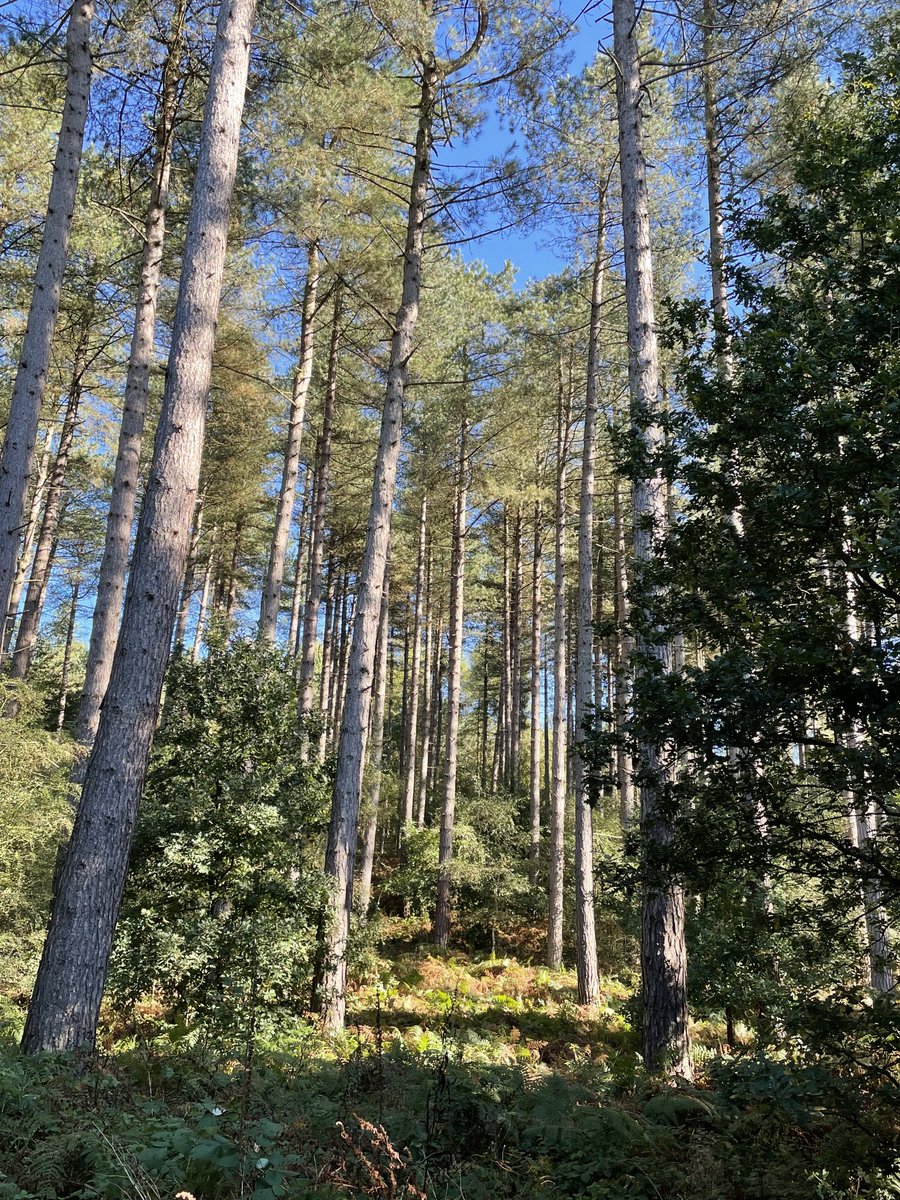 Left the ‘to do’ list behind this morning and went for a slow wander in the forest 😎 Nature is fuel for the soul and I returned home refreshed in mind and spirit😊🙏
#soulcare #nature #wellbeing