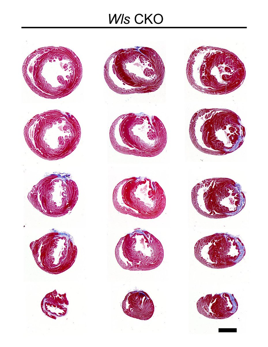 Circulation Research (@circres) on Twitter photo Liu et al found that #Wntless (Wls) is a direct target of #YAP in #cardiomyocytes and is required for neonatal heart regeneration. Learn more about how Wls signals between cardiomyocytes and fibroblasts to suppress #fibrosis ow.ly/aUYd30rVrjF
<a href="/jmartinlab/">Jim Martin</a> Liu et al found that #Wntless (Wls) is a direct target of #YAP in #cardiomyocytes and is required for neonatal heart regeneration. Learn more about how Wls signals between cardiomyocytes and fibroblasts to suppress #fibrosis ow.ly/aUYd30rVrjF
<a href="/jmartinlab/">Jim Martin</a>