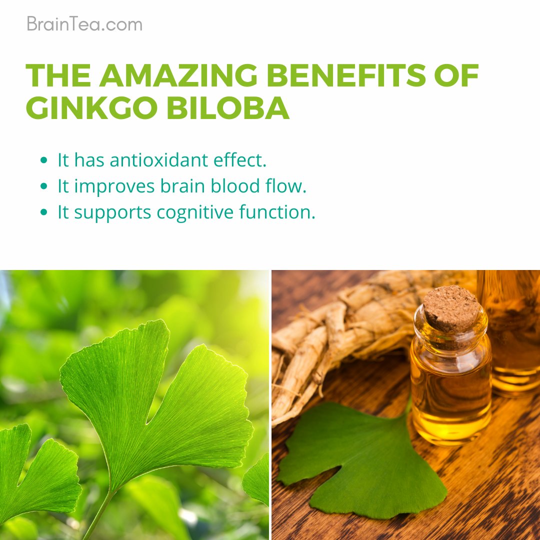 OrganicBoost's tweet image. Studies showed how Ginkgo Biloba positively impacts blood flow to the brain. This is because Ginkgo helps to inhibit platelet-activating factors. Thus, its effects on blood flow are likely to protect brain tissue against ischemic damage.
#ginkgobiloba #brainbooster #braintea