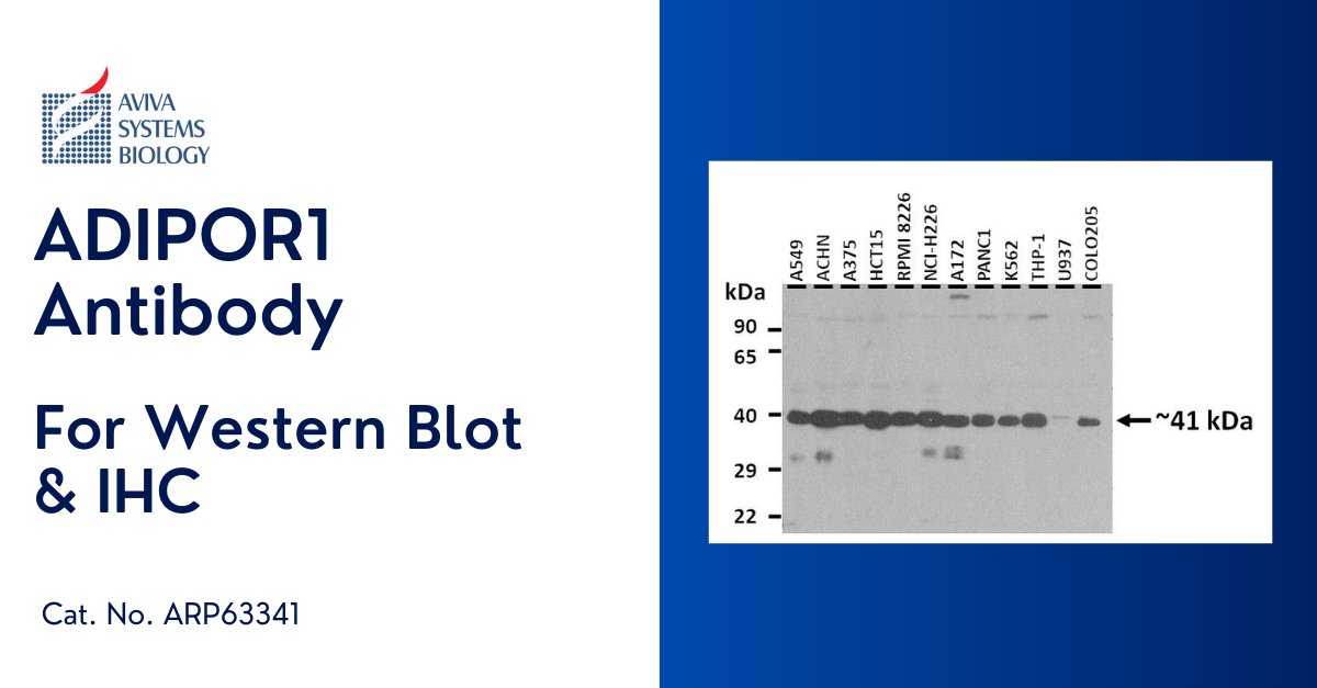 AvivaSysBio's tweet image. Studying NASH? AdipoR1 and AdipoR2 are being actively pursued as targets for agonists that may improve insulin resistance. Check out this validated AdipoR1 antibody! avivasysbio.com/adipor1-antibo…