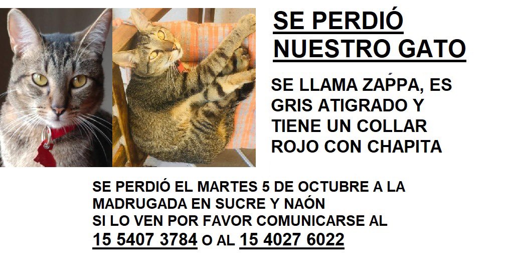 rokutner's tweet photo. Se perdió nuestro gato en Sucre y Naon, Belgrano. Ayúdennos a buscarlo y a compartirlo ♥️♥️♥️ https://t.co/f4PJRSj4f4