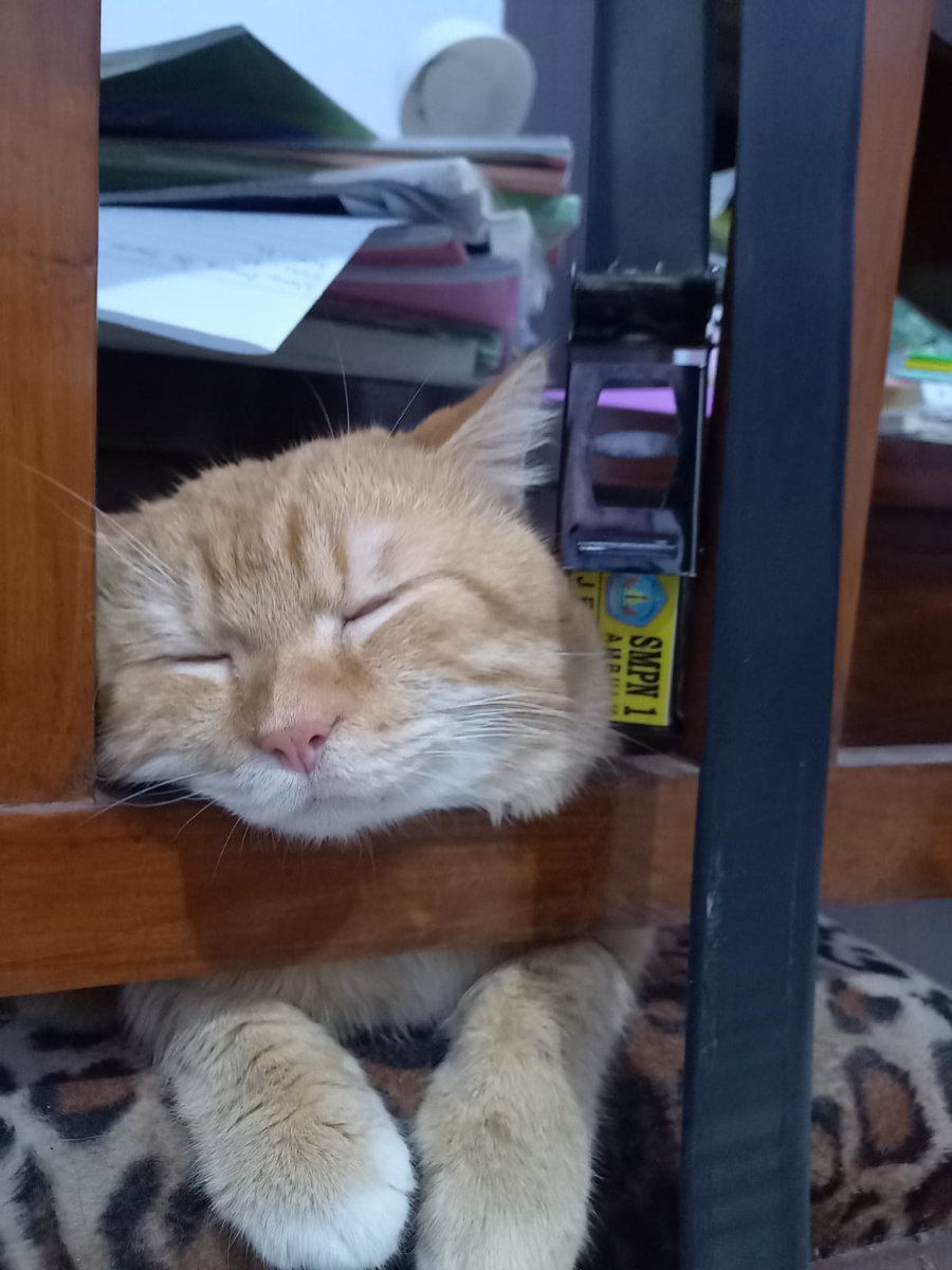 anindyanint's tweet photo. @yourpetsfess https://t.co/86kcYAa1Im