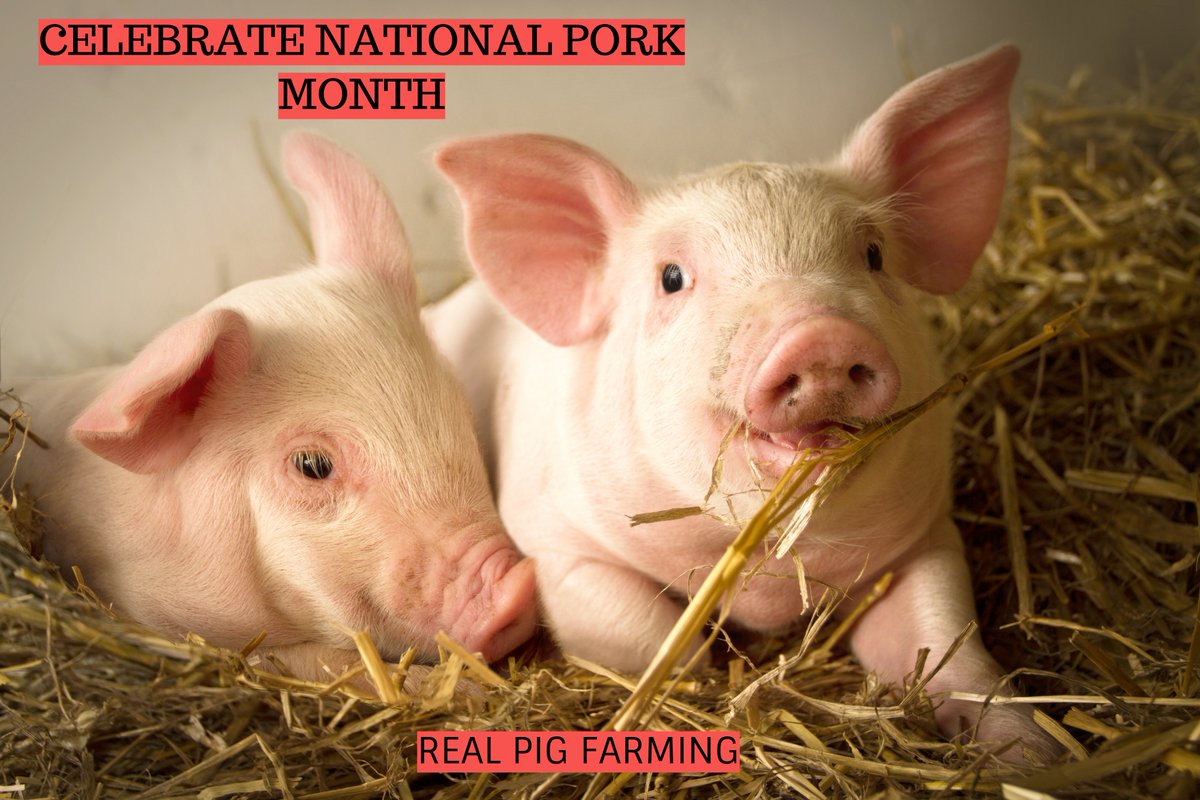 OldFashionPork's tweet photo. October is National Pork Month, marking the time of year when hogs were traditionally marketed. We will celebrate #Porktober with recipes, pork facts and nutritional information. Keep checking back! Let's celebrate this month together! #porktober #theotherwhitemeat #allthingspork https://t.co/3qMmSZoCK3