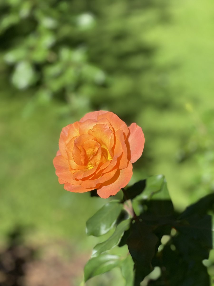 heaven_mara's tweet photo. Que lindo es llegar a casa 🥰
#misrincones #losgatos #elsol https://t.co/ifbaZ1TS5z