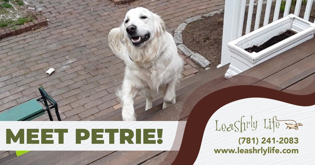 LeashrlyLife's tweet photo. If you're a pet owner, you know that finding someone to care for your furry friend when you're away can be tough. Let us take care of your pet like Petrie!

#leashrlylife #petservices #norfolkma #petsitting 

Call (781) 241-2083  https://t.co/aBOq7yplYN https://t.co/D5OVMFht7B