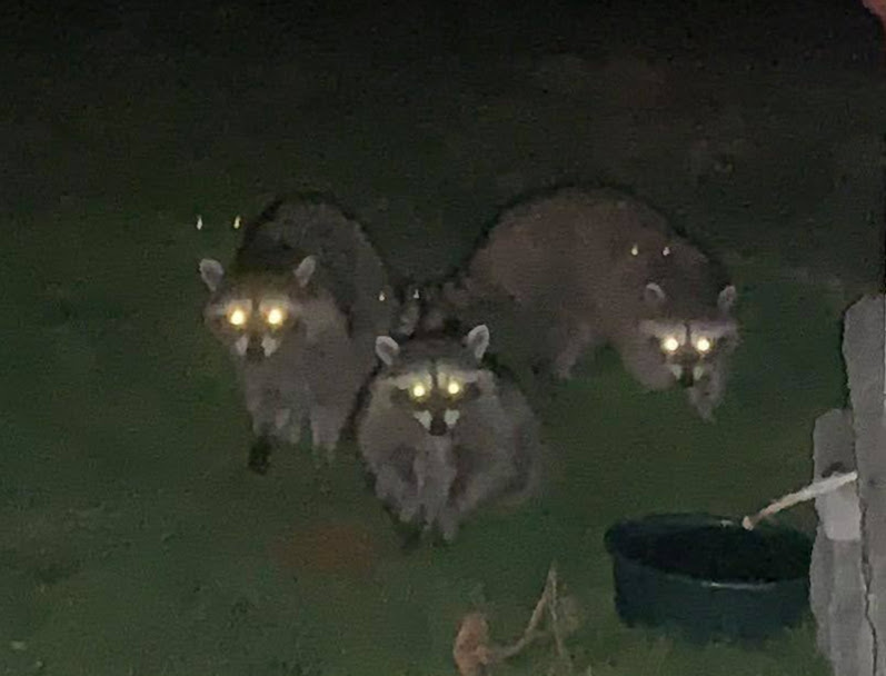 diabeteswarrior's tweet photo. Guests from #FireNight. ๐
We turned off the music to enjoy the fire-grilled chuck steak 'fireside'. A movement caught my eye... we realized we had guests!
I hate it when guests show up without RSVP'ing ... #ShowMeTheMeat :D https://t.co/hWbsLDqF74