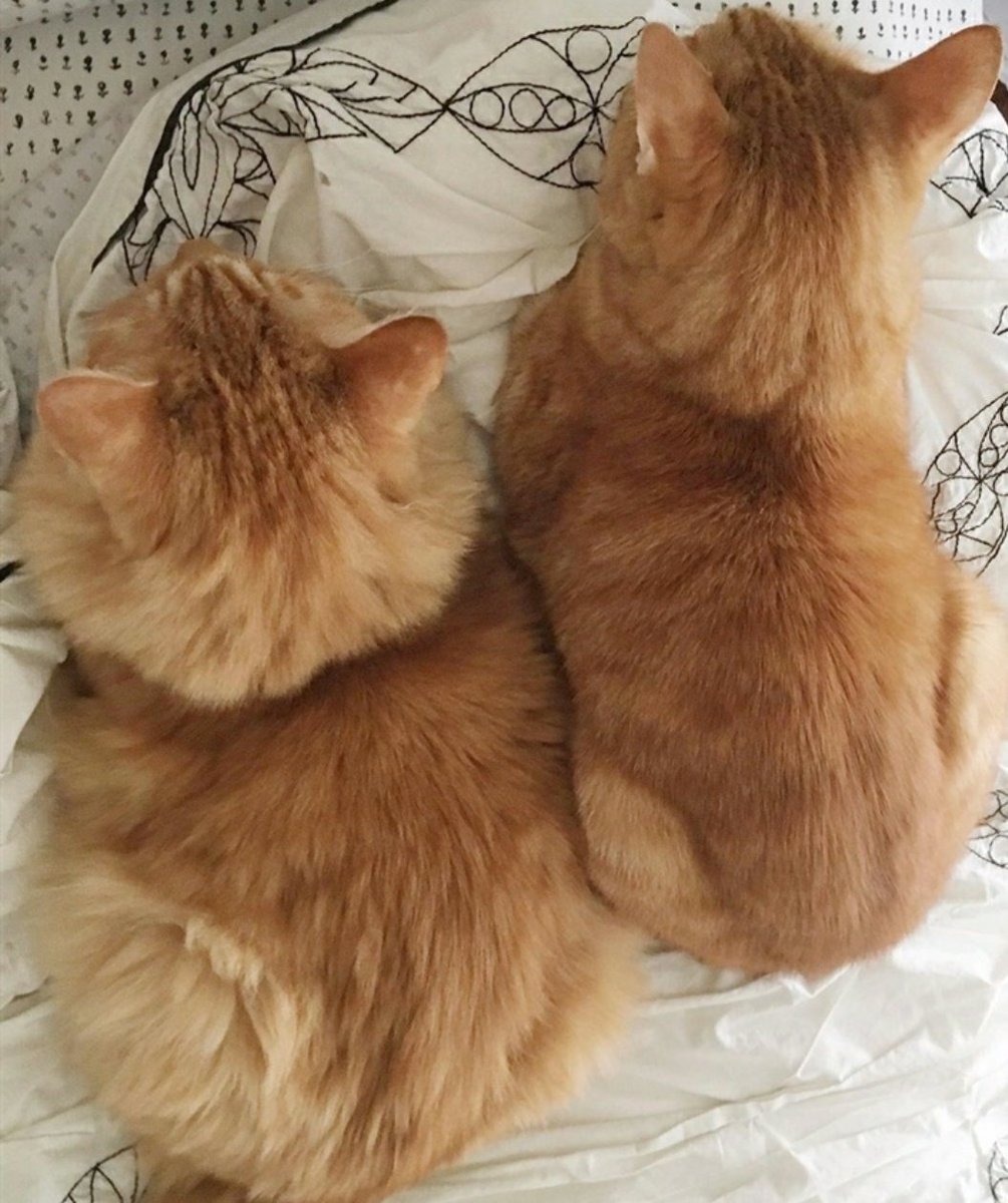 spike_cat's tweet photo. @myjaffa Love you #gingergward https://t.co/BLTulrvaRO