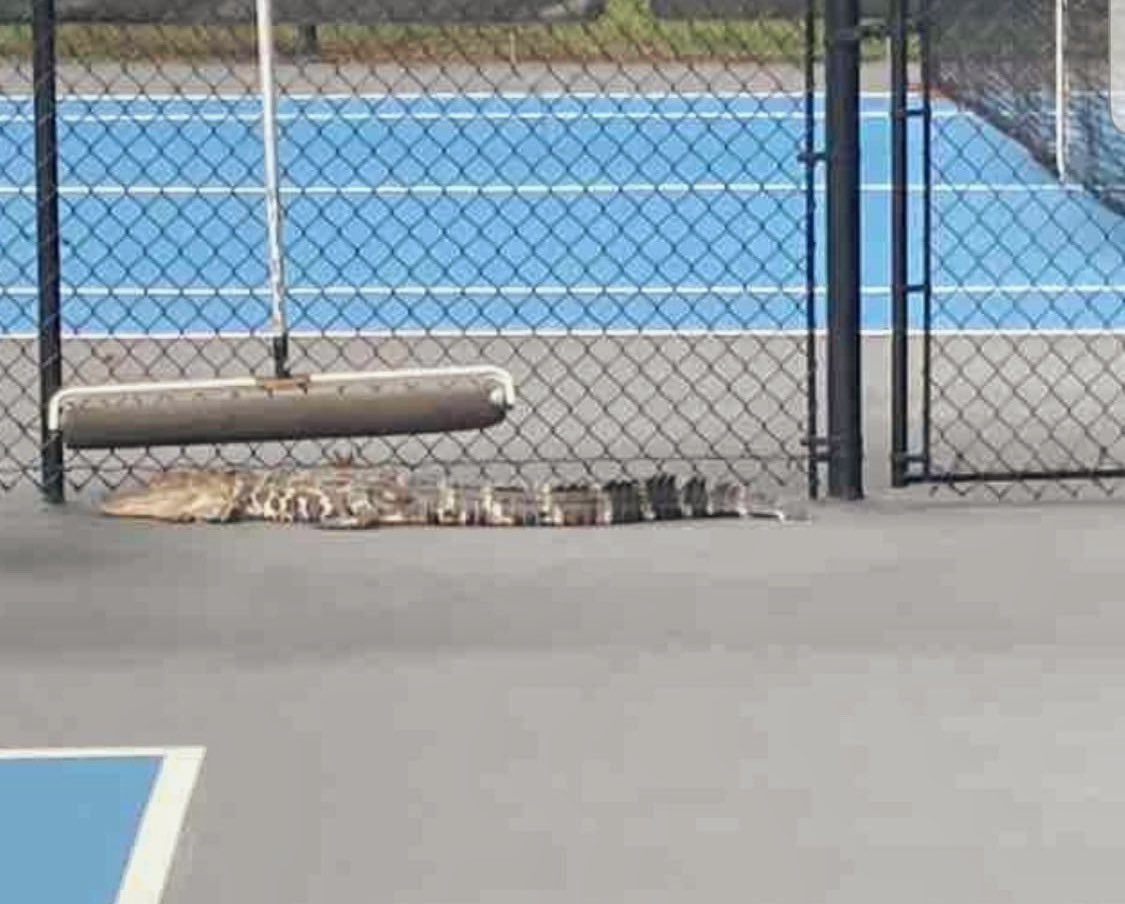 Pickleball court visitor. 🏓 at Collins Park in #nchs Home to 10 designated Pickleball courts and our tournament this weekend. World Pickleball Day 10/10. Photo cred Chris Bollinger via TeamReach #pickleball #chsnews