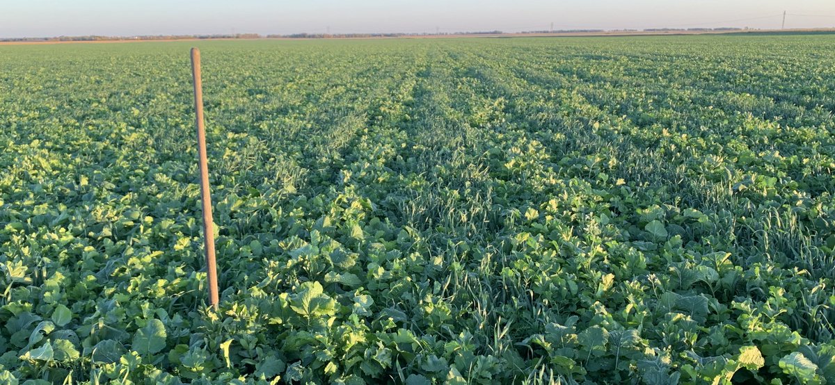 JoeBreker's tweet photo. The pair row 60” bio strip till covers are off to a good start. The covers are volunteer spr wht, rye, faba bean, jackhammer radish, turnip and flax. I ban sprayed out the grass where the corn is going for a darker warmer strip in the spring. #biostriptill #pairrow60” https://t.co/NlfkwZB68D