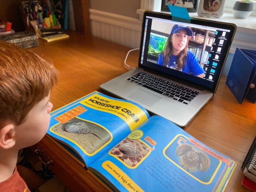 NJSeaGrant's tweet photo. Watching #OceanFunDays LIVE presentation on #HorseshoeCrabs. Watch with @NJSeaGrant on the Facebook livestream! #OceanFunDays2021 #NJSGC #NJ #NJEducation #Education #HorseshoeCrab #MarineScience #OFD #OFD2021 #WorldTeachersDay #ZoomPresentation #Zoom #Webinar https://t.co/ziSKbYPXbS