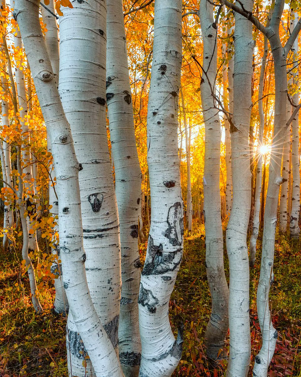 Those aspens though 😍
#fallincolorado