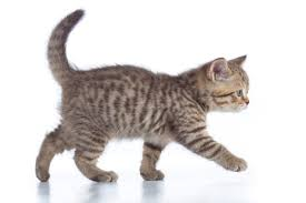 cat11218282 (@cat11218282) on Twitter photo 