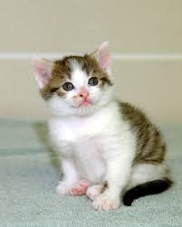 cat11218282 (@cat11218282) on Twitter photo 