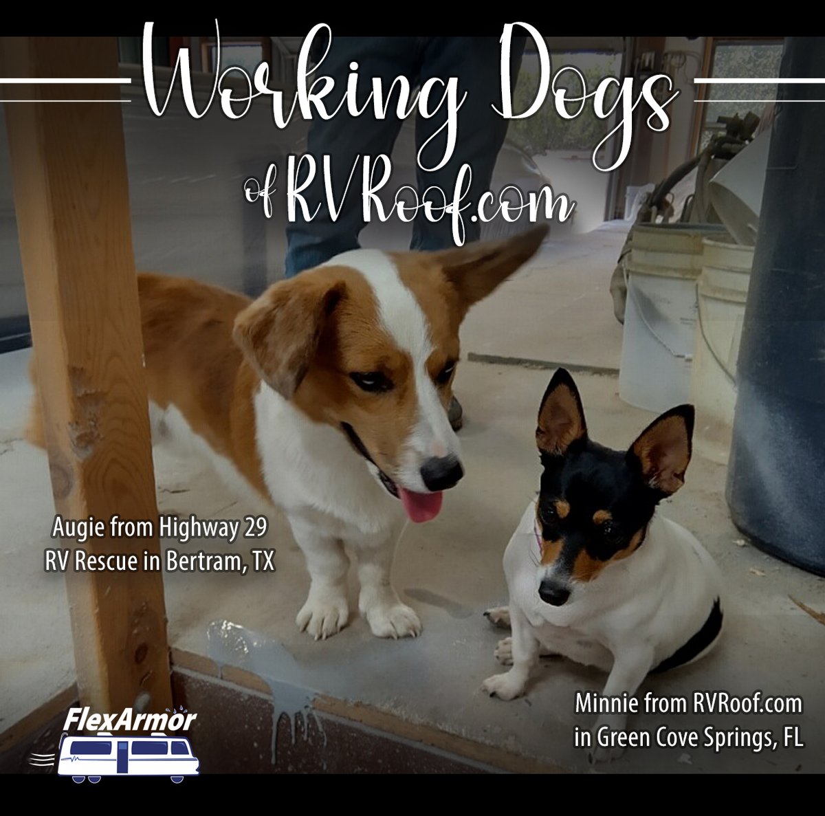 Presenting...the Working Dogs of RV Roof!

Meet these hard "working" pooches: Augie from Hwy 29 RV Rescue in Bertram, TX and Minnie from the original Flexarmor shop in Green Cove Springs, FL.

Does your dog "work" with you?  We'd love to see them!

#rvroof #dogs #workingdogs