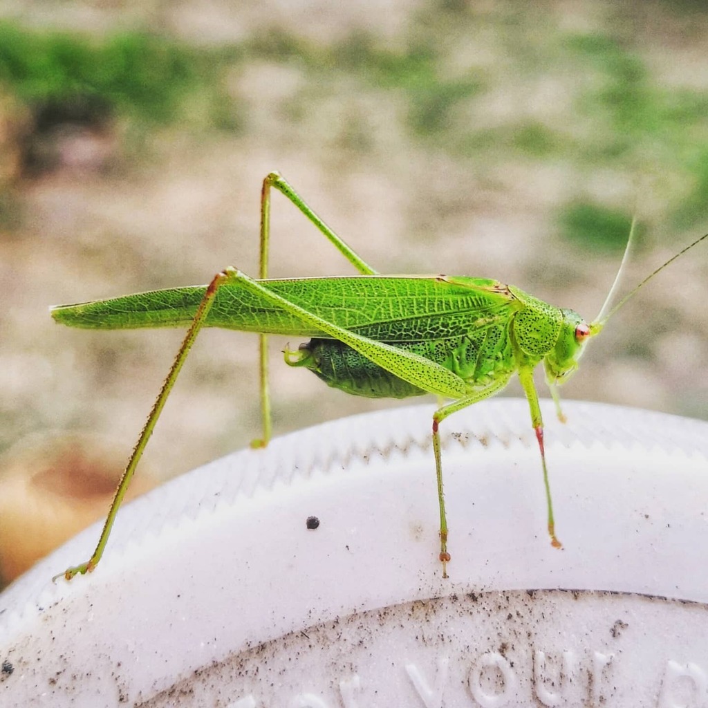 Çekirge

#instamacro #insectworld #çekirge #grasshopper #böcek #green #böcekdünyası #kapıdağ #macrophotography #macro #doğa #nature #naturelover #yeşilçekirge #insectphotography instagr.am/p/CUsOf-1tCHt/