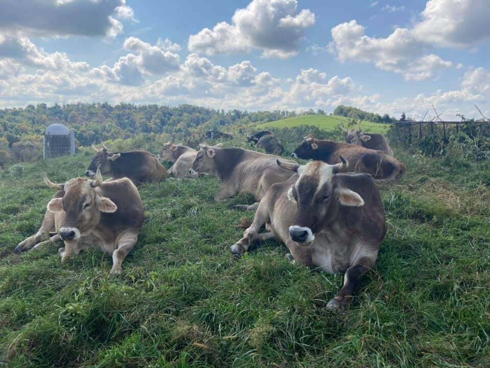 dandavats_com's tweet photo. Amazing views with our cows at Nandagram! https://t.co/LuKinqZRF0