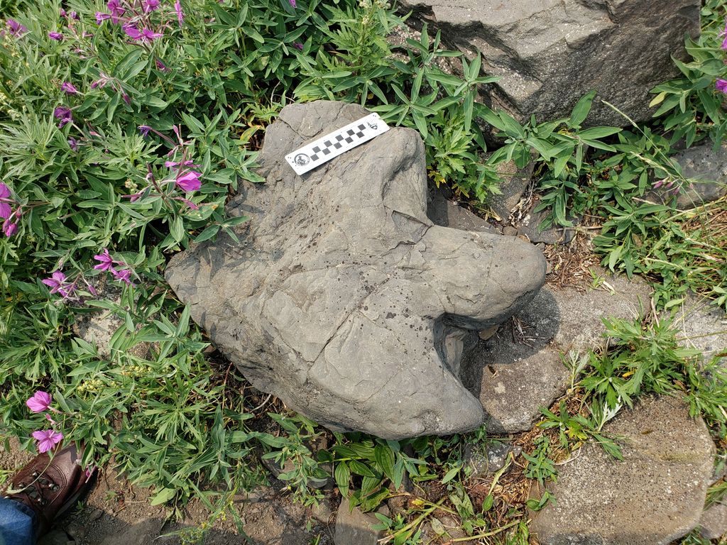 PALAIOS_Journal's tweet photo. Wondering about the National Fossil Day logo? The 2021 logo is inspired by the diverse record of Late Cretaceous dinosaur footprints from Denali National Park and Preserve in central Alaska. https://t.co/2PQxl0UThC https://t.co/bSvJY8p0Mf