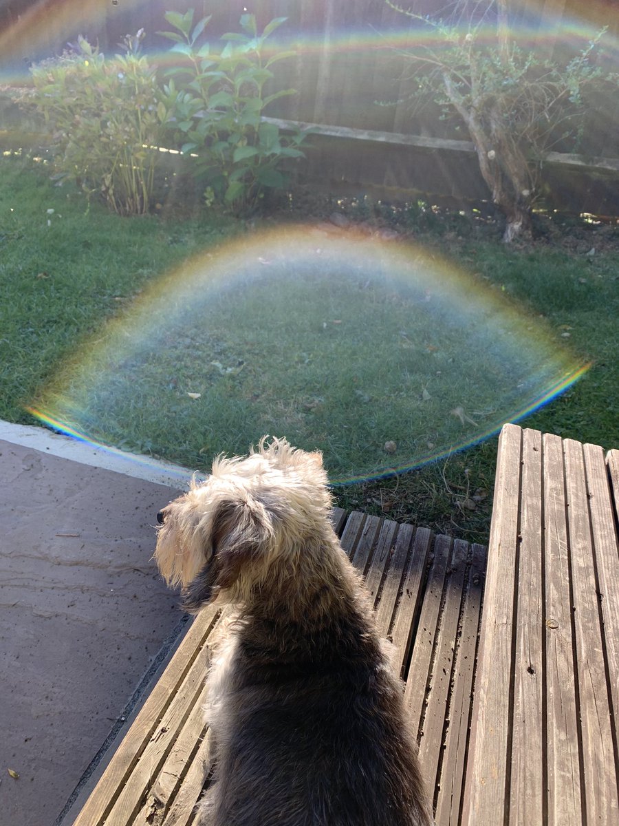 Lil’ Alf’s halo shining nicely today!!😈