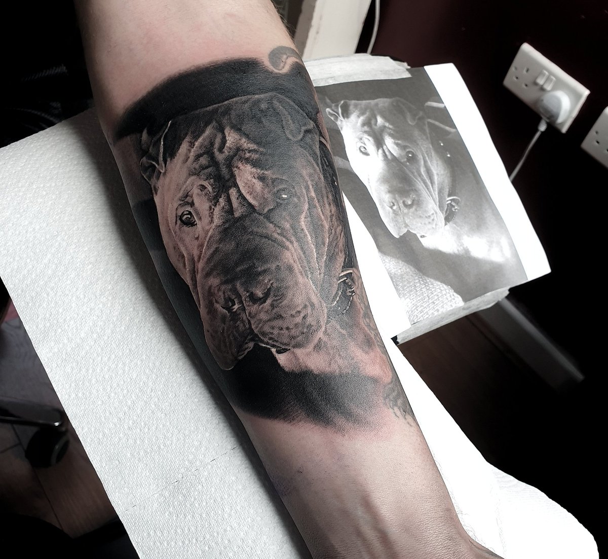 First time in 13 years of tattooing that I've tattooed a portrait of shar pei.

The hardest part is getting a decent picture at the end of the session. 
Nightmare but this is the best I could get 🤙🏻

#adrenalinetattoostudio