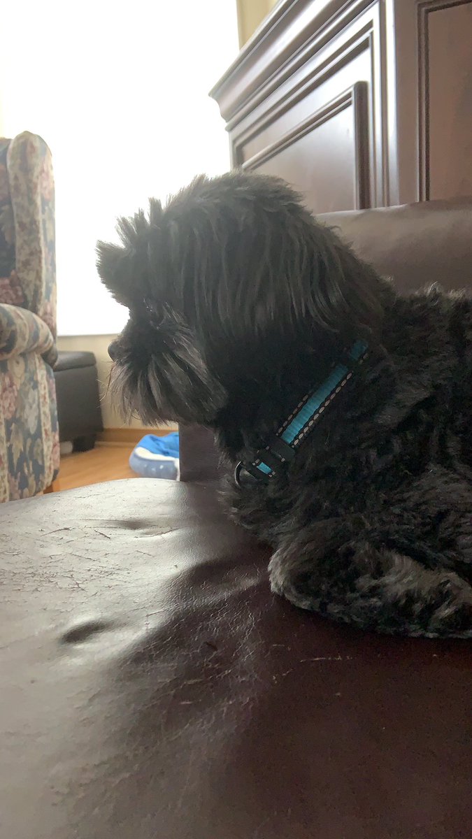 KayMStoddart's tweet photo. @lorepodcast @unobscuredpod I actually squealed when this came up in my podcast app today. Scared my poor old dog… he still won’t talk to me… https://t.co/tQylnRBI1v