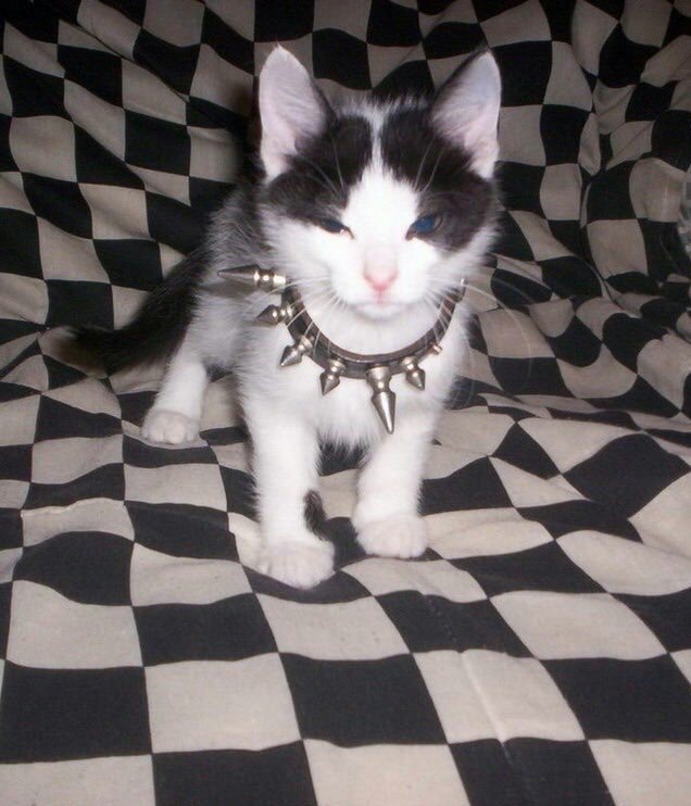 mwkiss's tweet photo. #emokitty https://t.co/s2lnOV3Z80