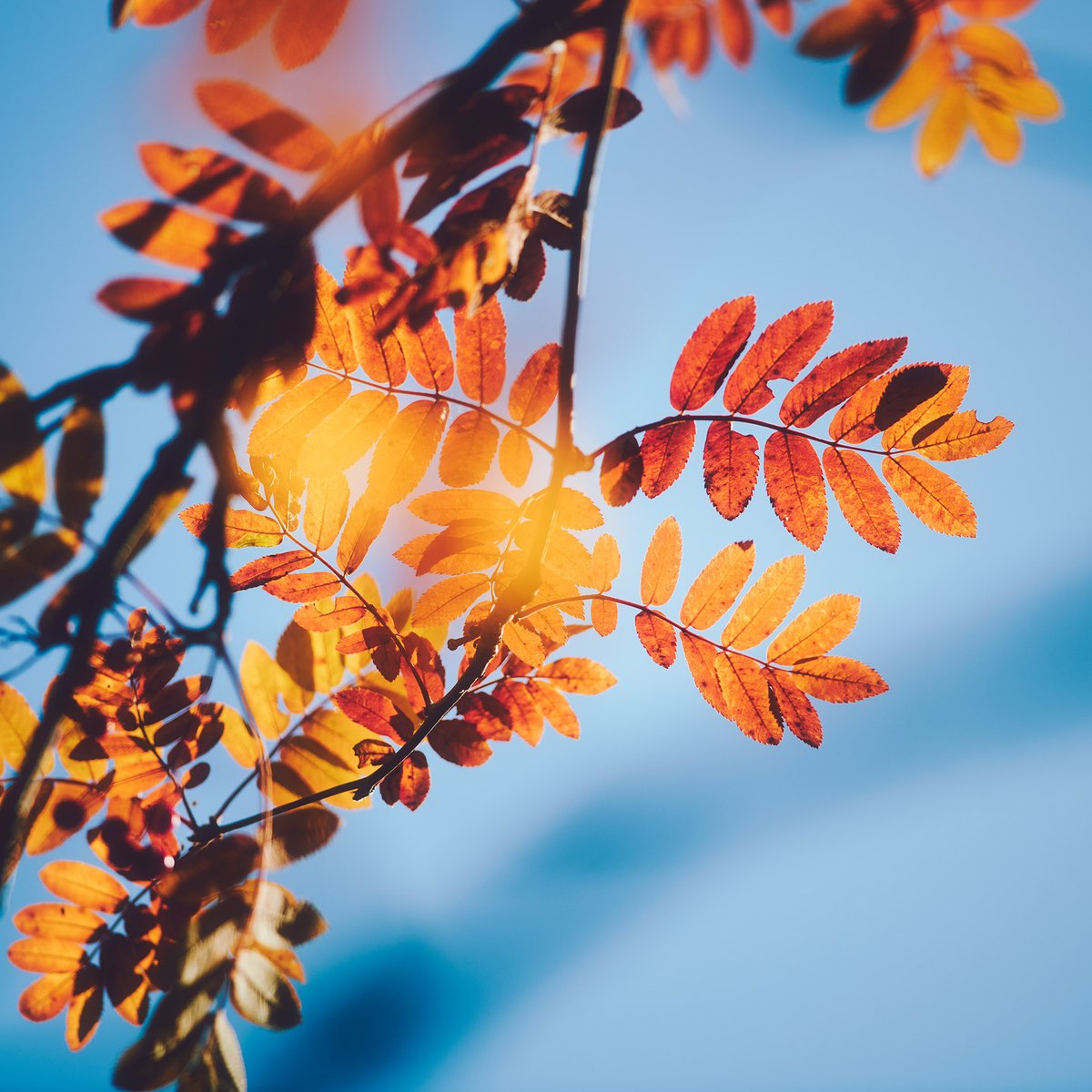 JoniNieme's tweet photo. Rowan leaves in autumn colors.

https://t.co/MG1QQiHLqm https://t.co/Mlk75dtnwx