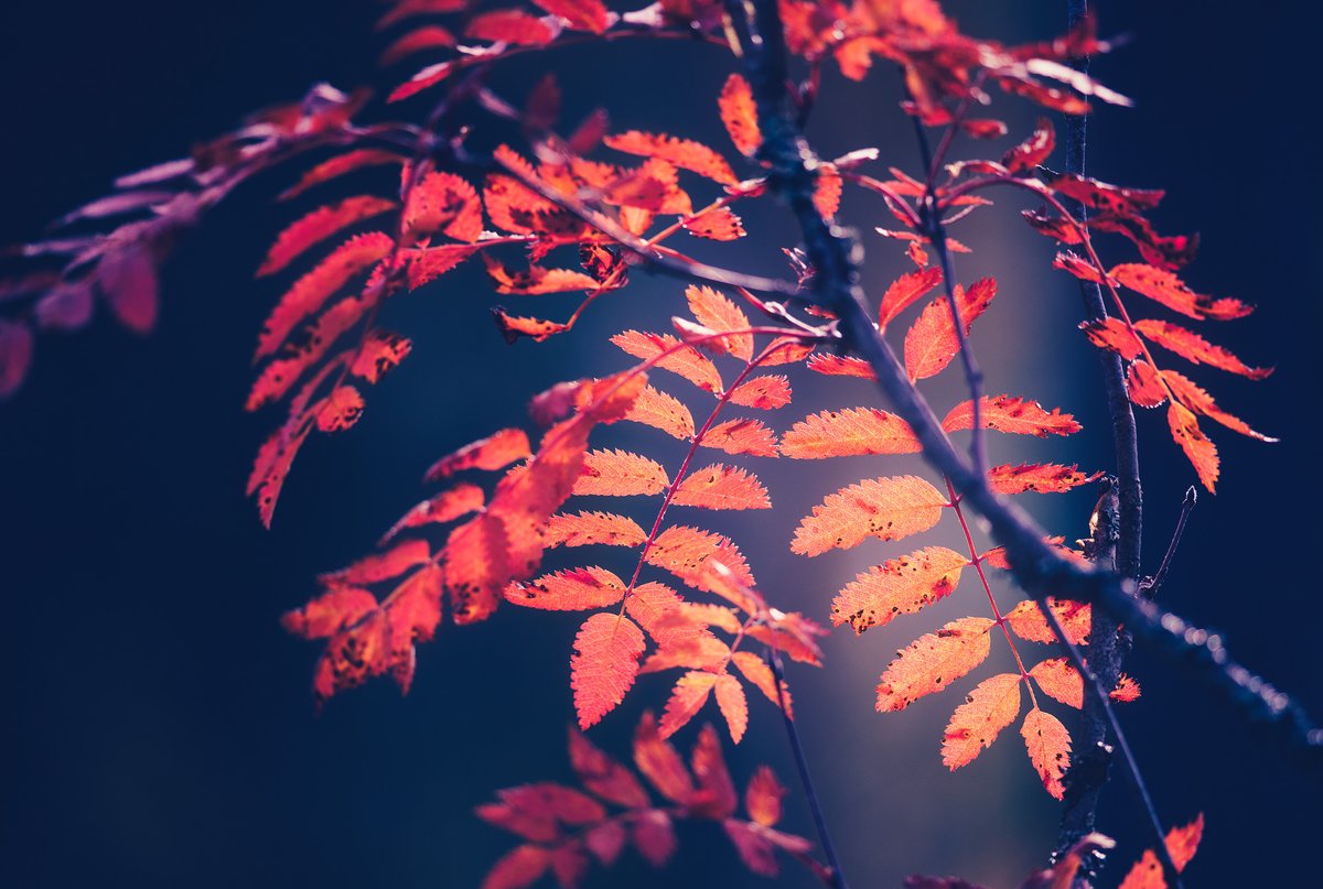 JoniNieme's tweet photo. Rowan leaves in autumn colors.

https://t.co/MG1QQiHLqm https://t.co/Mlk75dtnwx