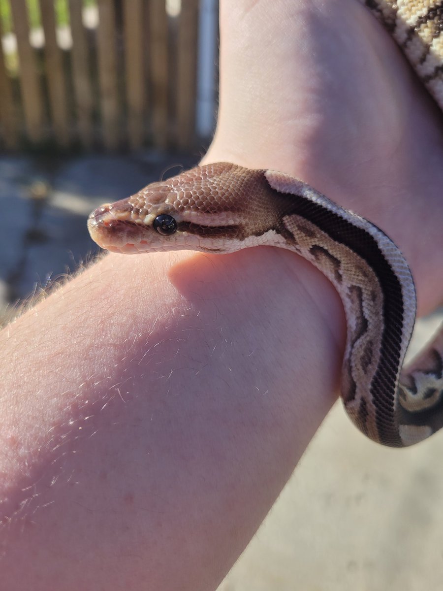 B_R_David's tweet photo. 0.1 Python regius
Black pastel fire
Lucy

10/04/21

#animalia #chordata #reptilia #squamata #serpentes #pythonidae #python #regius #pythonregius #westernafrica #ball #ballpython #fang_gang #the_zoo #the_zoo_exotics #shaw #shaw1802 https://t.co/6g7q4CiPlF