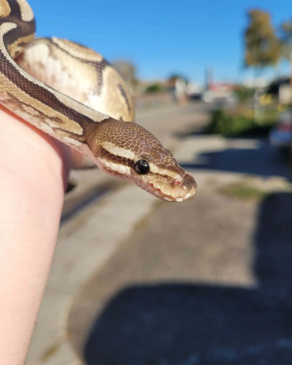 B_R_David's tweet photo. 0.1 Python regius
Black pastel fire
Lucy

10/04/21

#animalia #chordata #reptilia #squamata #serpentes #pythonidae #python #regius #pythonregius #westernafrica #ball #ballpython #fang_gang #the_zoo #the_zoo_exotics #shaw #shaw1802 https://t.co/6g7q4CiPlF