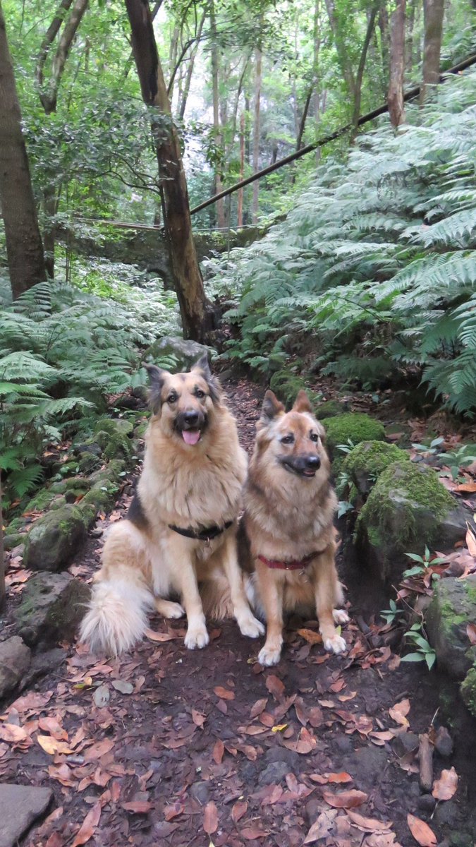 [17:00h UTC+1] Went for a 3h+ hike to Cubo de la Galga forest with my #Garafiano  dogs in the NE of #LaPalma. Complete silence and clear air. Tourists: there are still many nice spots to visit on the island without influence of the volcano #Tajogaite.
