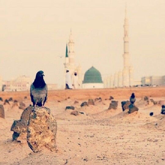 moosa_raza's tweet photo. رسول اللہ کی رحلت پر مولا علی ع کا گریہ! 
یا رسول اللہؐ! میرے ماں باپ آپؐ پر قربان ہوں! آپؐ کے رحلت فرما جانے سے نبوت، خدائی احکام اور آسمانی خبروں کا سلسلہ قطع ہو گیا جو کسی اور (نبی) کے انتقال سے قطع نہیں ہوا تھا۔ 
Prophet Muhammad
#شهادت_حضرت_پیامبر https://t.co/KbbuzeXIhz