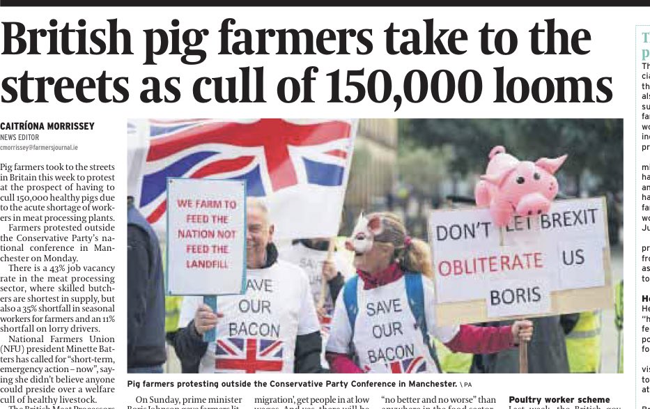 ShaneMcAuliffe1's tweet photo. In this week’s @farmersjournal, @IFJCaitriona interviews @AAFarmsLtd and @KateMorgan24 about the @SaveGBBacon campaign. Pick up a copy tomorrow and read all about this hugely important farmer led campaign https://t.co/kNNzmkVF7g