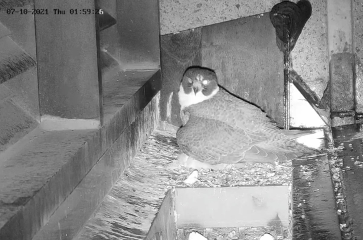 missyprim1's tweet image. Can you #SleepWithOneEyeOpen ? Falcons can. #UnihemisphericSleep 
#FalconWatch #FalconFacts #367CollinsFalcons