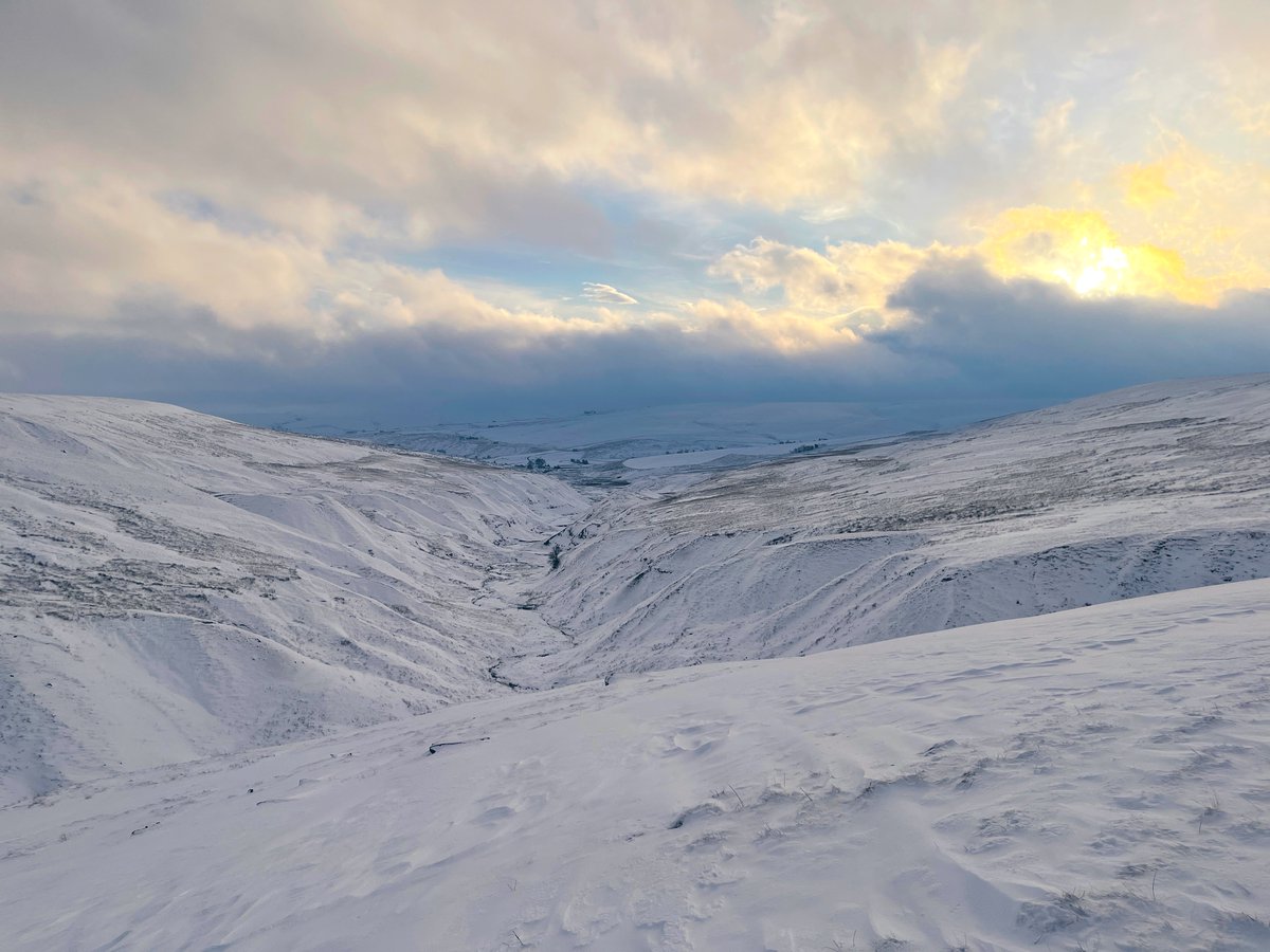 YorkshireShepherdess tweet media