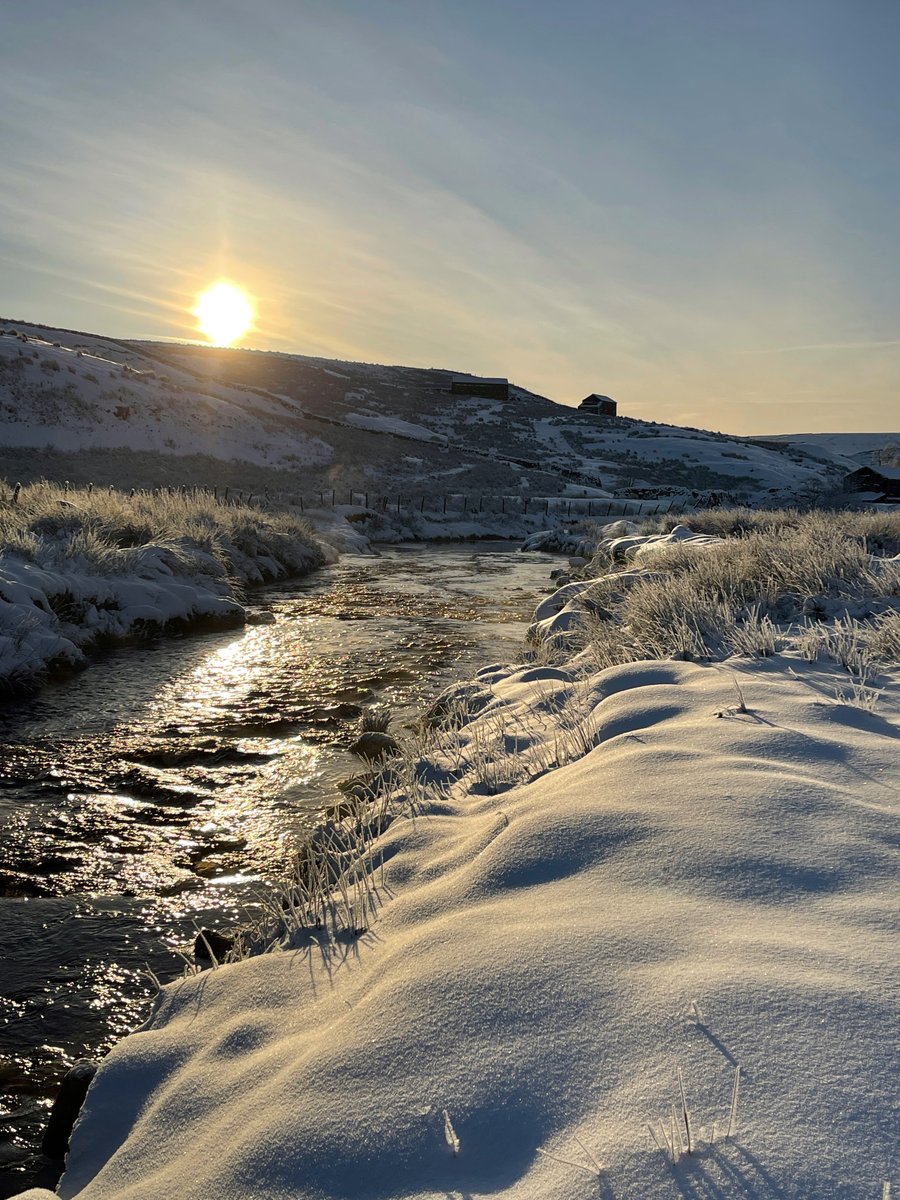 YorkshireShepherdess tweet media