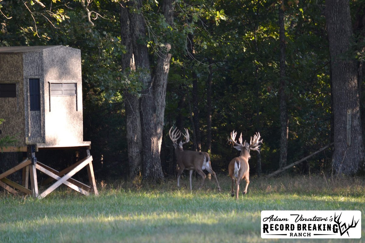 Record_Ranch's tweet photo. Grab a friend and come hunting with us at RBR!
More info ⬇️
https://t.co/792RftDmxk
#RBRHunting #hunting #whitetails #huntingwhitetails #huntingblinds #shadowblinds #browningtrailcameras #Missouri https://t.co/vtUWH2jYdn