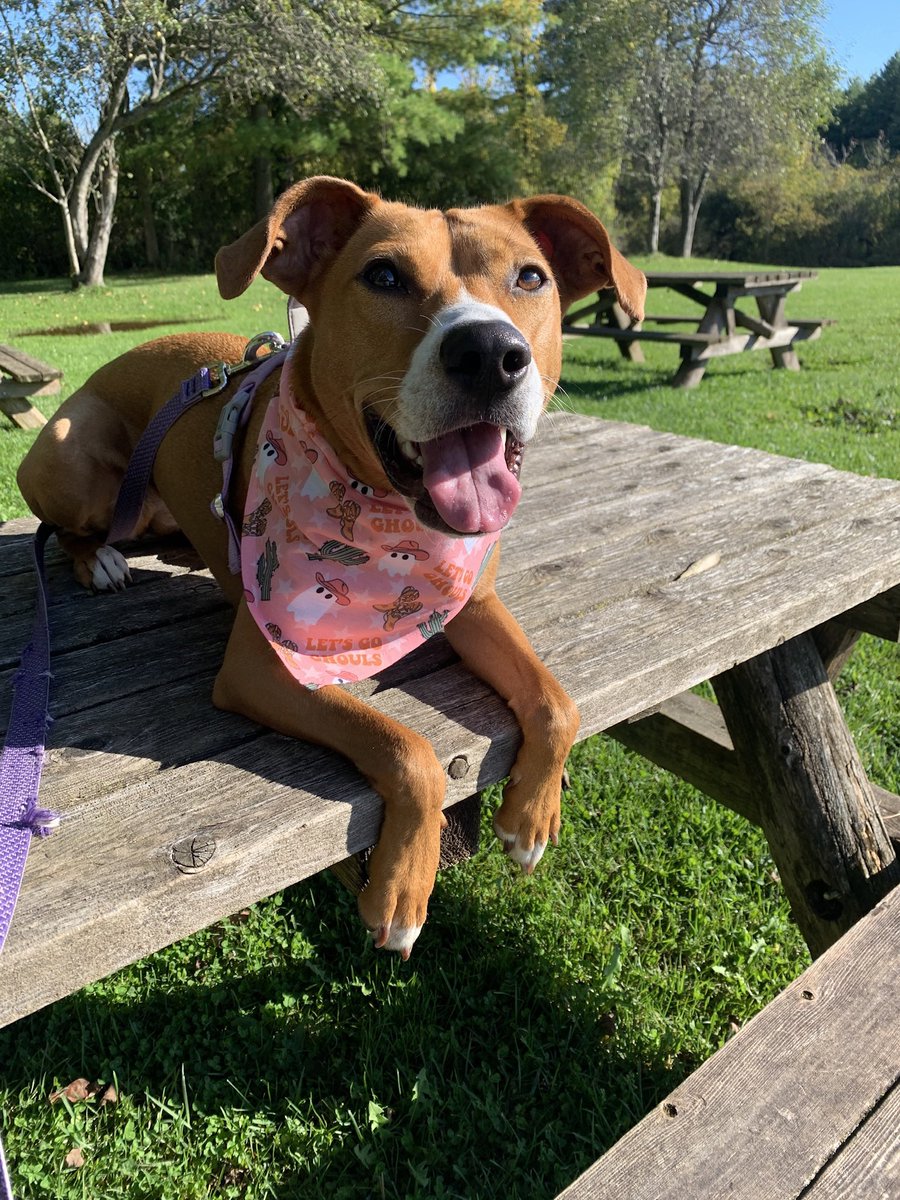 barkinbeets's tweet photo. on Wednesdays we wear pink
💖👻💋🤠🎀💄👛 https://t.co/8TYp4VAs5E