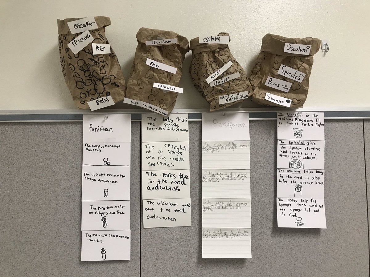 Check out these Barrel Sponge models from the Phylum Porifera that our 3rd graders made. #LRENoFinishLine