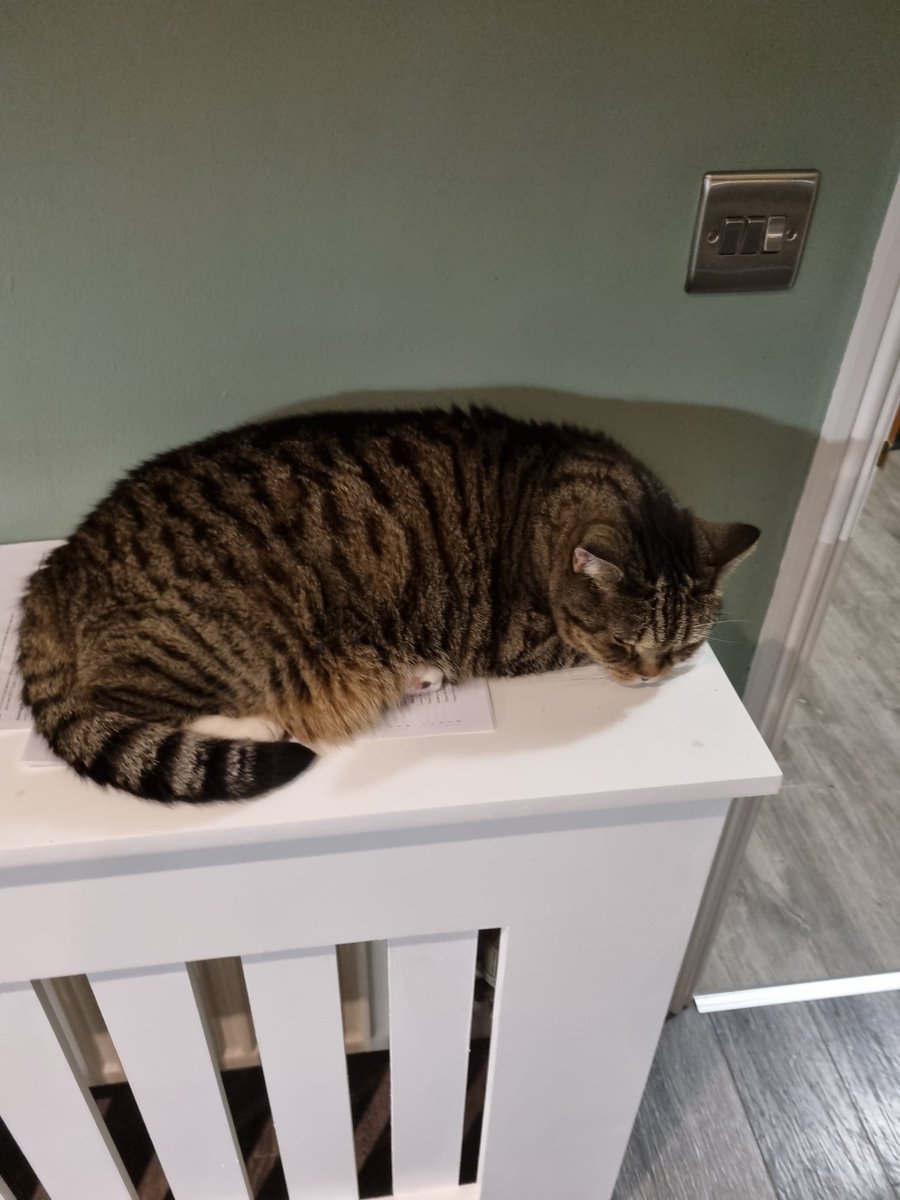 gwen9244's tweet photo. @Catucation1 Absolute favourite place when the heating is on 🥰 https://t.co/xuWLplffya