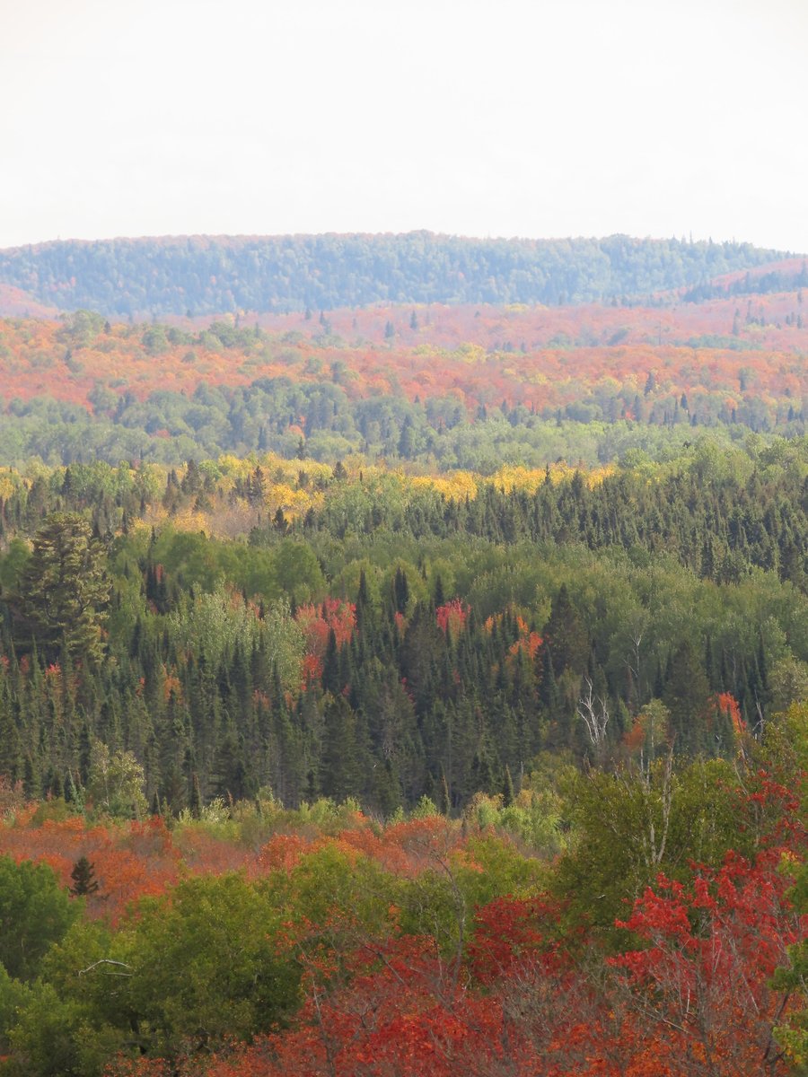 usfs_nrs's tweet photo. For #FallFoliageWeek we're highlighting a really nice blog by @usfs_nrs scientist Paul Schaberg that explains the science behind the beauty of #FallColors .
https://t.co/kRgvqJjNHu
๐ท USDA Forest Service photo by Steve Robertsen https://t.co/aXBjF358UR