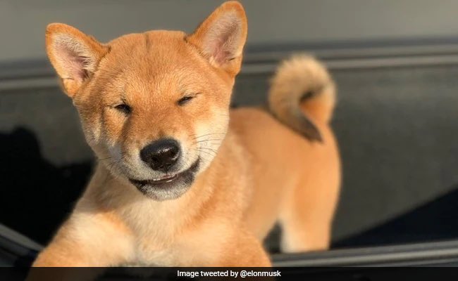 davidgokhshtein's tweet photo. So you now have $DOGE, $SHIB and $FLOKI. https://t.co/yubeFIew1l