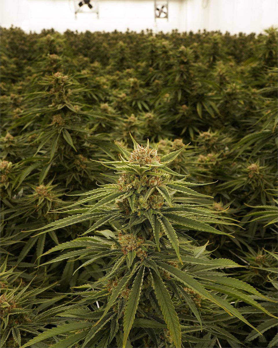 BreakwaterATC's tweet photo. Another Breakwater favorite is coming back to the Safe Harbor.
Royal CBD returns on October 12th.
#njmmp #njcannabis #breakwateratc #breakwater #northjersey #southjersey #centraljersey #jerseyshore #nj #njcannabis #cannabiscommunity #njcannabisinfo #jerseygrown #gardenstate https://t.co/3Dgzj19Amu