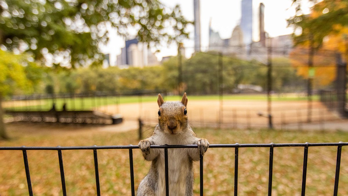 CentralParkNYC's tweet photo. Squirrels are frequently the first creatures to greet Park visitors, ever-present &amp; always busy ambassadors to our shared greenspace. Take a moment to stop &amp; smell the 🌰 with our wildlife quiz: https://t.co/pmW7Wd04ZT 

Drop your results in the comments! #SquirrelAwarenessMonth https://t.co/lNYZBPSWRr