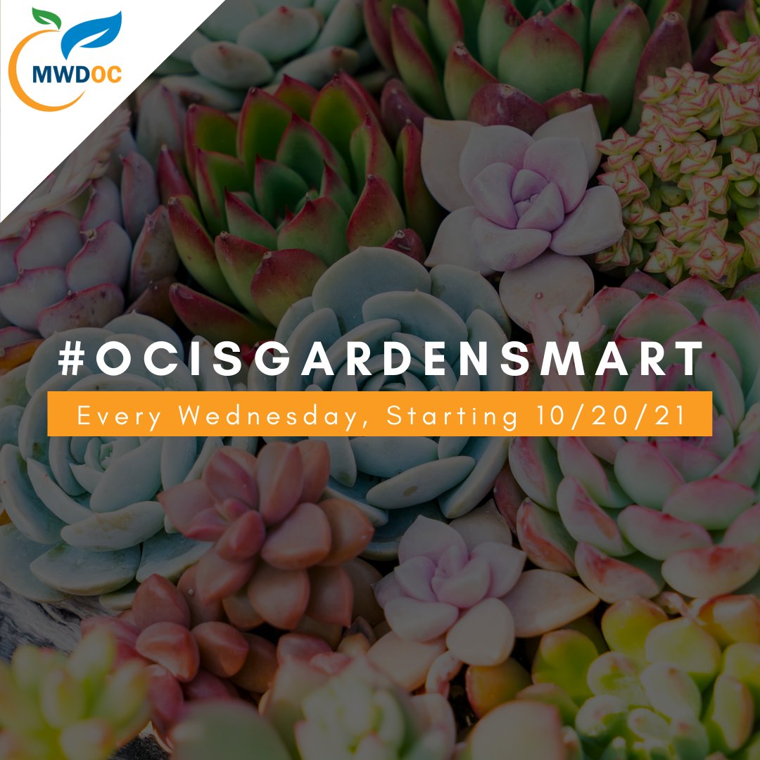 MWDOC's tweet photo. Looking for fun - WATER SMART - gardening tips? ...Look no further! Join us EVERY Wednesday, starting Wednesday October 20th, for our next "Garden Smart" Series featuring helpful tips from some of our great partners! #OCisGardenSmart #OCisWaterSmart #MWDOC https://t.co/XdzXV1Sd5e