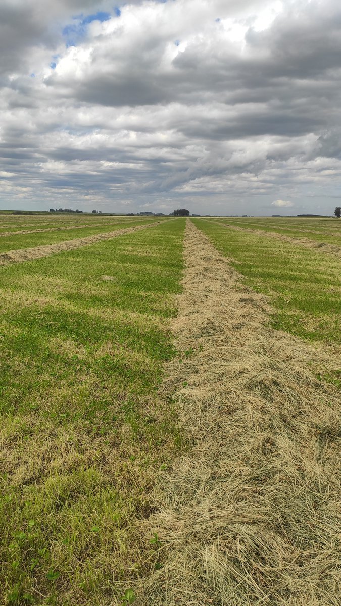 PolachoApolant's tweet photo. Se aprovecha todo! Pradera en base Festuca MALMA + TB Apolo y Lotus Tenuis Esmeralda, imparable, sobra pasto. Se cortó y se difiere para el invierno! Promovemos macollaje, favorecemos estado #vegetativo con un rebrote muy parejo.
@GentosUy https://t.co/rPUoHntQOI
