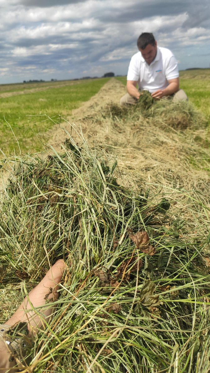 PolachoApolant's tweet photo. Se aprovecha todo! Pradera en base Festuca MALMA + TB Apolo y Lotus Tenuis Esmeralda, imparable, sobra pasto. Se cortó y se difiere para el invierno! Promovemos macollaje, favorecemos estado #vegetativo con un rebrote muy parejo.
@GentosUy https://t.co/rPUoHntQOI